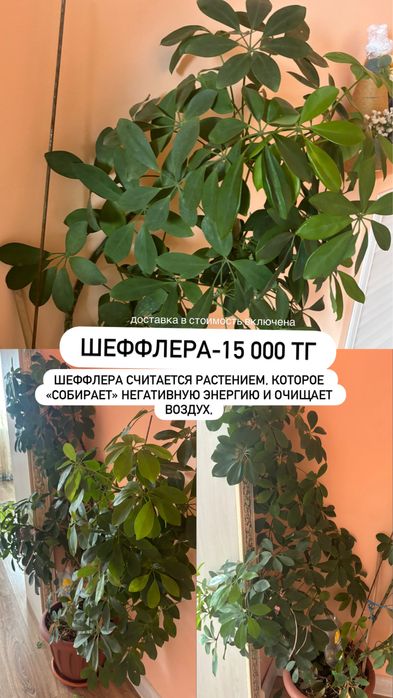 Продам цветы комнатные