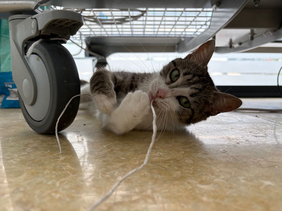 Rosa, pisicuta sterilizata pentru adoptie