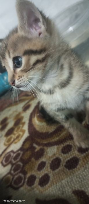 Отдам котят 4 штуки