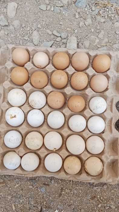 Гусийные и курийные яйца на инкубатор