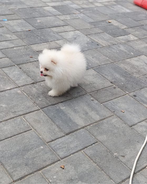 Pomeranian mascul