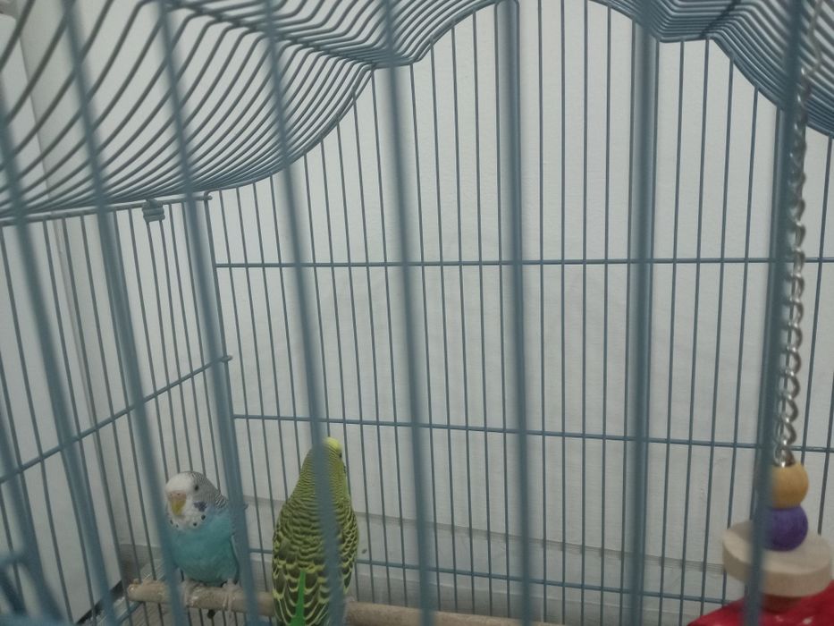 Папугай вместе с клетки