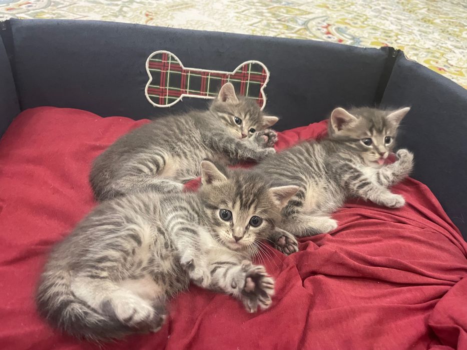 Котята бесплатно