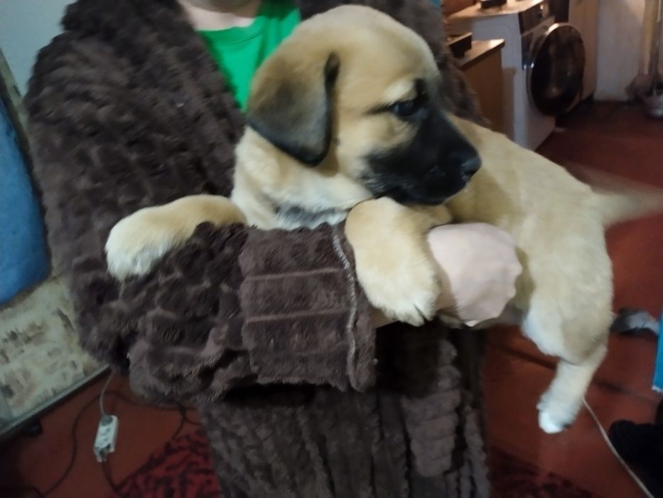 Отдам щенка даром