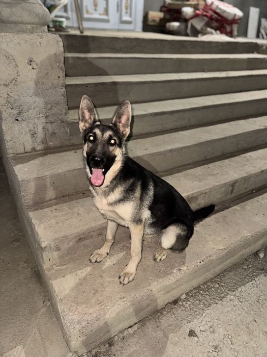 Продам чистокровный ВЕО