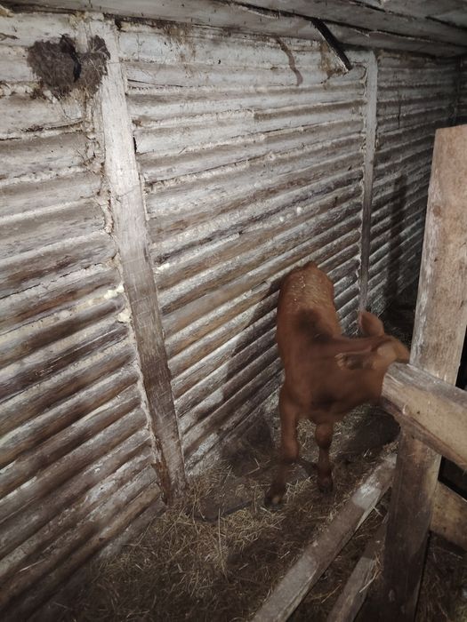 Продам телочку с теленком