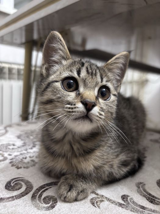 Котенок (девочка) в добрые руки