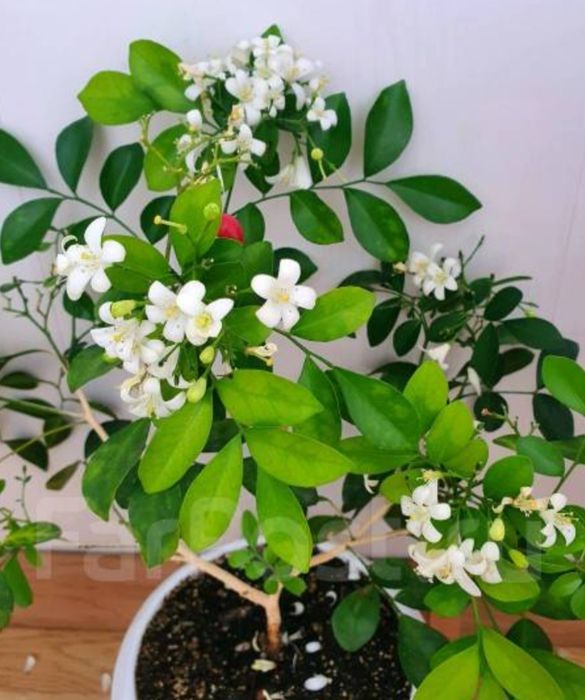 Продам цветы комнатные