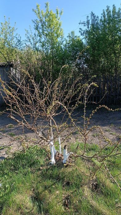 Продам дачу в Ромашке