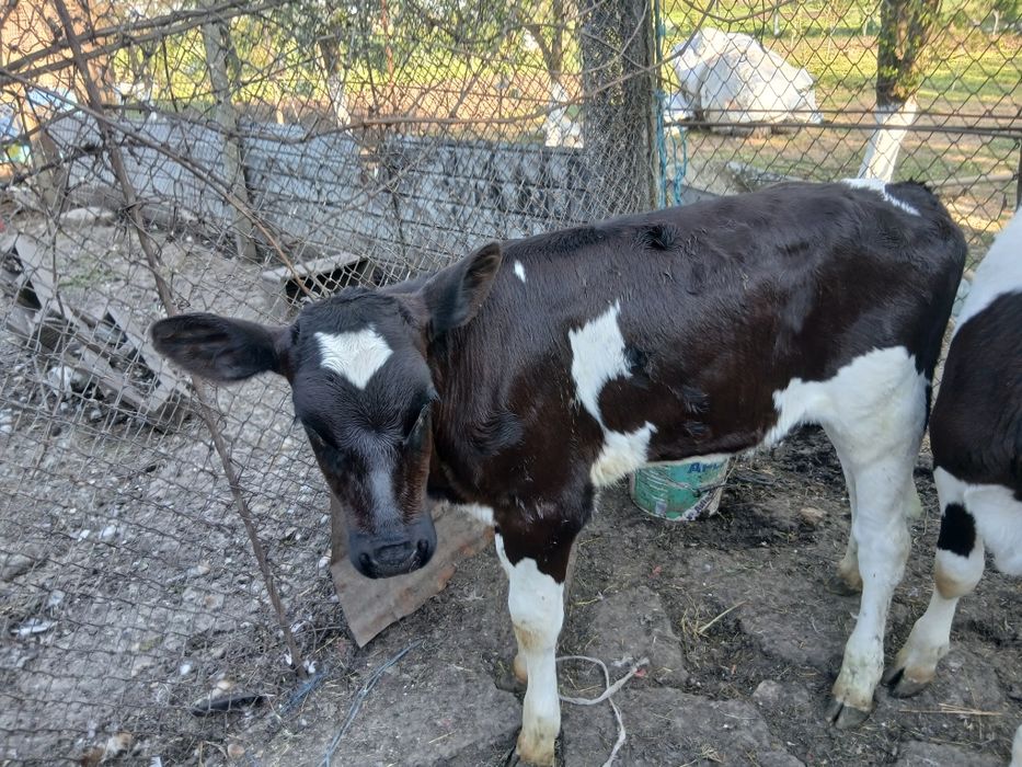 Vițică Holstein pur
