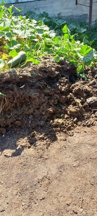 Продам навоз с пергноем