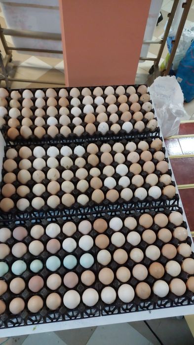 Pui Brahma,  Australorp