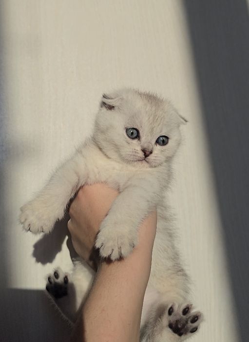 Скоттиш фолд/ страйт