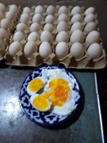 O'rdak tuxumlari optom va dona sotiladi!