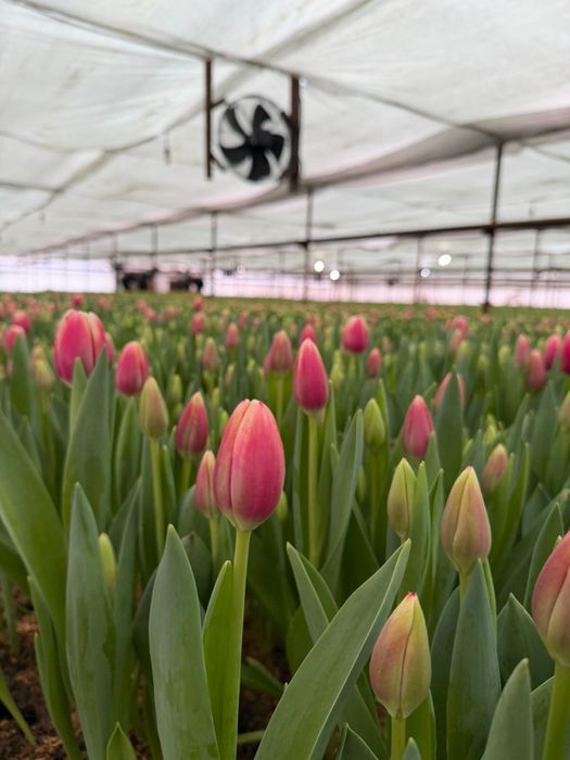 Тюльпаны Оптом 380  от 2000 шт