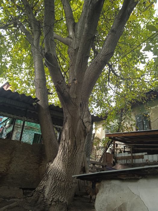 Продам Ореховое дерево