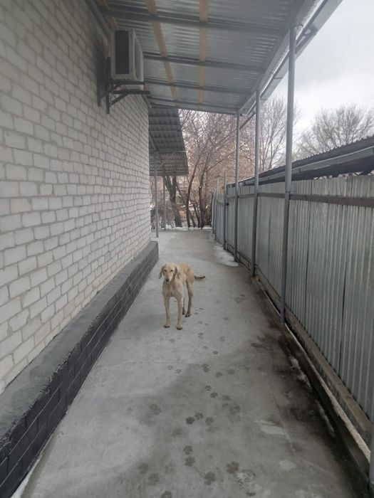 Құмай тазы. Ауызданған.