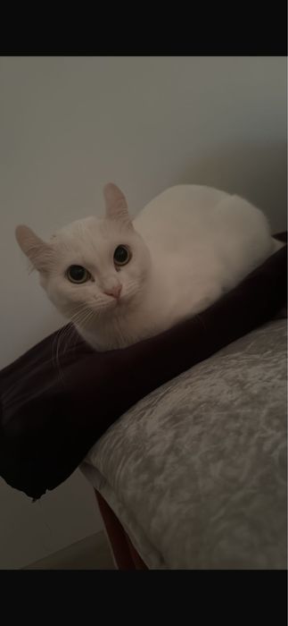 Отдам ңошку бесплатноа