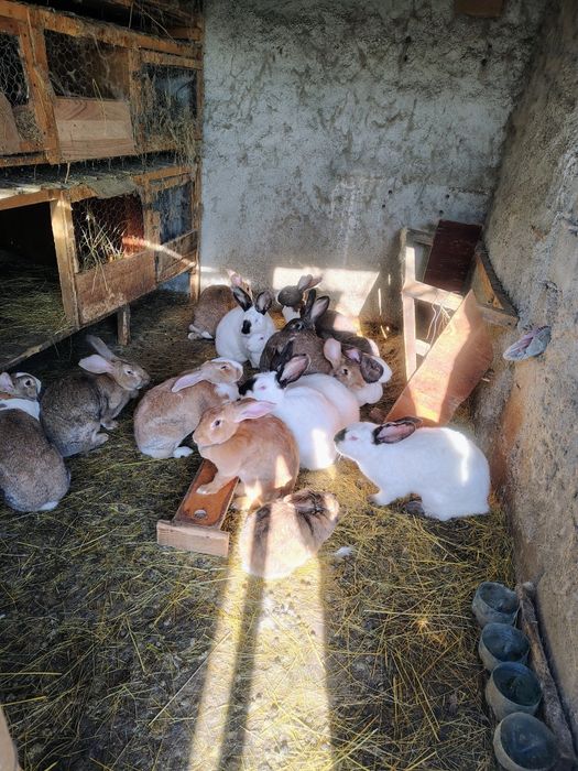 Mascul Uriaș German,femel și masculi Ut și hycole francez