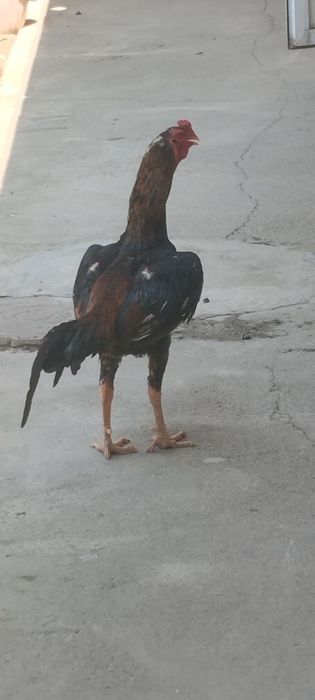 Xoʻroz sotiladi zoti toza