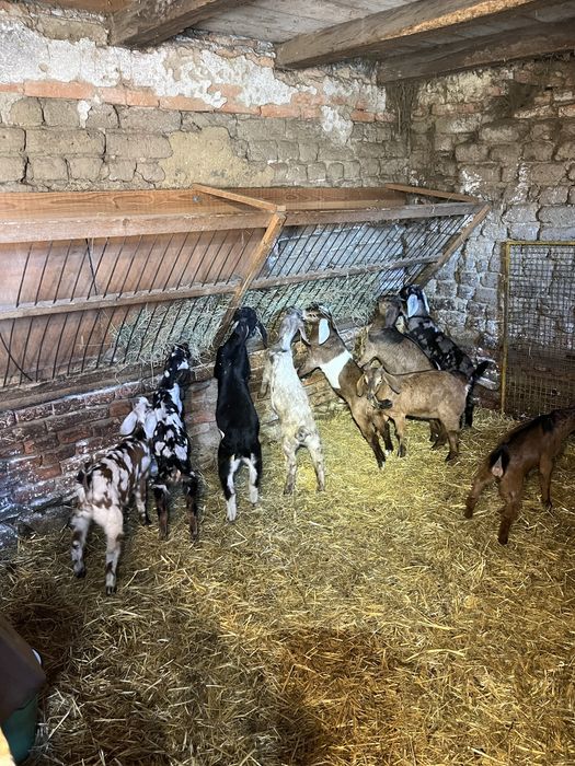 Iezi și ieduțe anglo nubiene