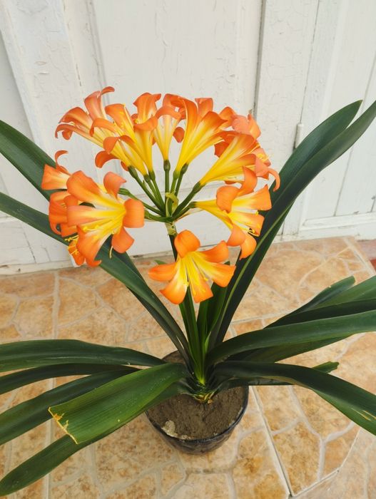 Продается кливия