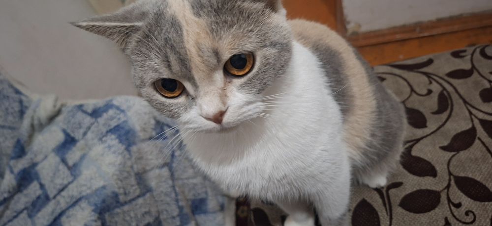 Продам кошек, пародисты