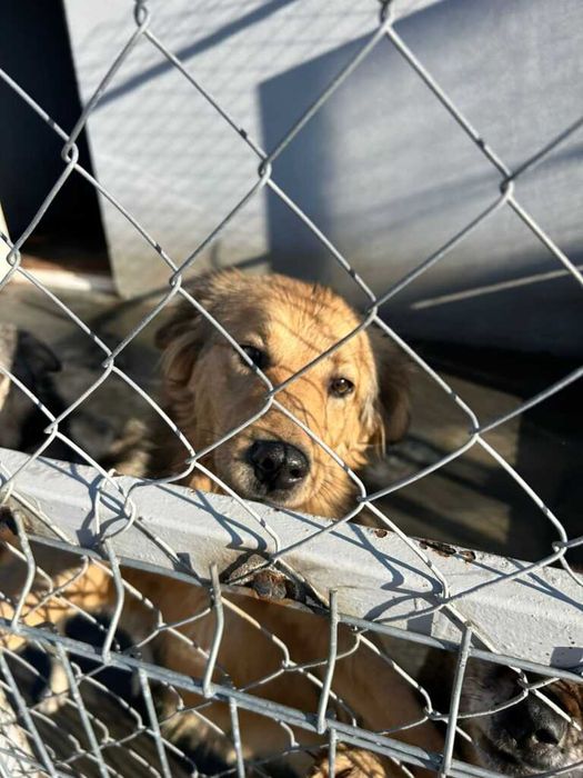 Adopta un caine - un sufletel are nevoie de stapan!