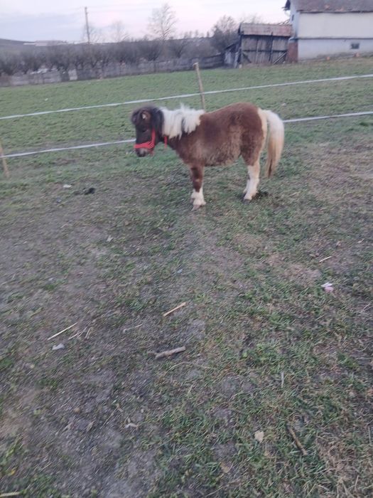 De vânzare poneita de 11 luni foarte cuminte fără gram de defect