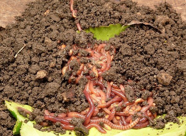 Биогумус шлаушын сатылады сапасы жаксы