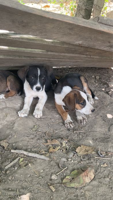 Ofer spre adoptie (american bully)