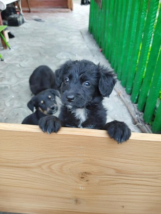Отдам щенков , 3 девочки