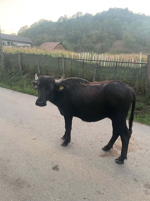 Vând viței de bivol!!