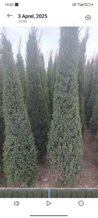 Gullar archa chapa tut