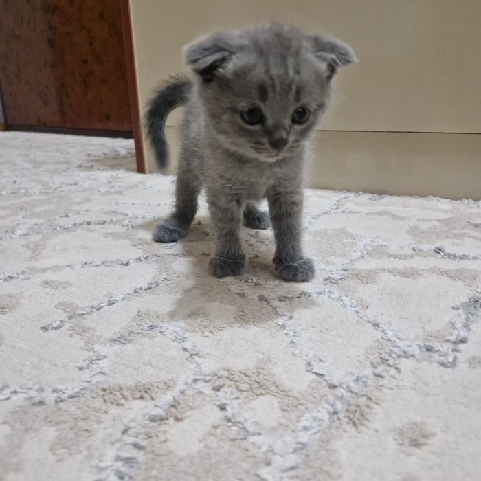 Toza kulrang Shotland Fold (Scottish Fold) mushukcha sotiladi