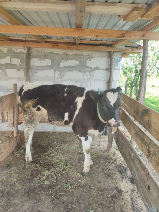 Vând vițică 6 luni !