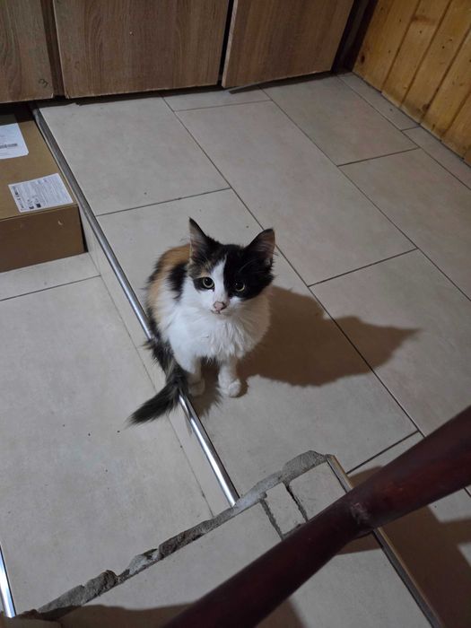Подарявам калико коте