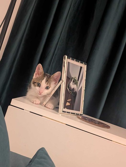 adoptie Charlie