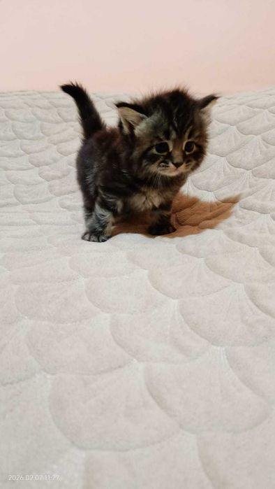 Породистые котята