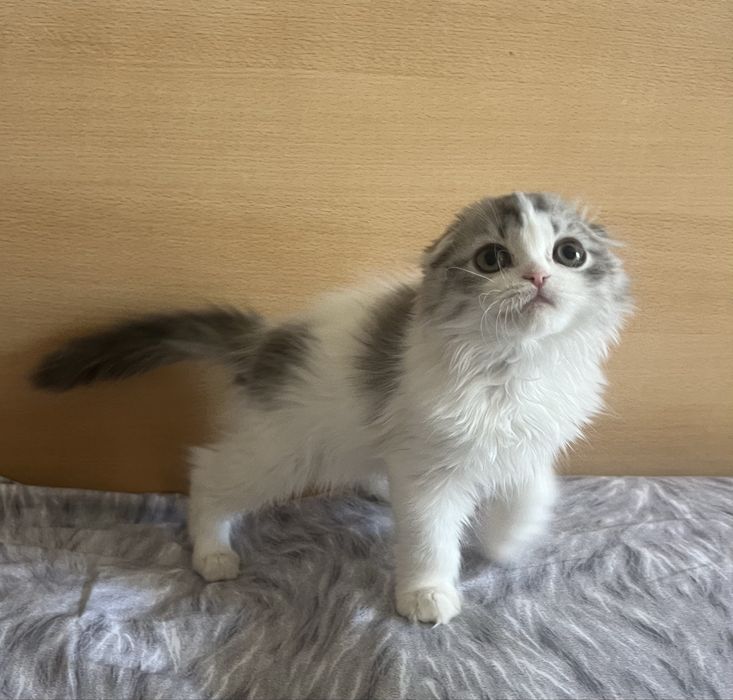 Шотландские девочки и мальчики.