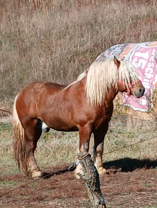 Armăsar de monta Contois