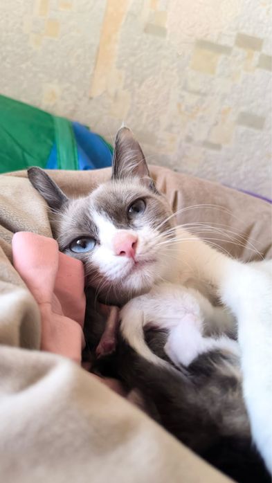 Кошка сноу-шу 1 год