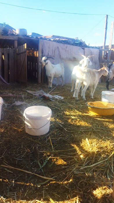 Ешкилер сатылады