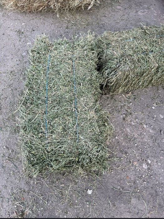 Vând baloți de lucernă