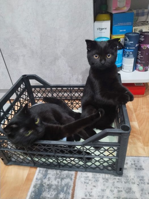 Продам котёнка скотишфолд