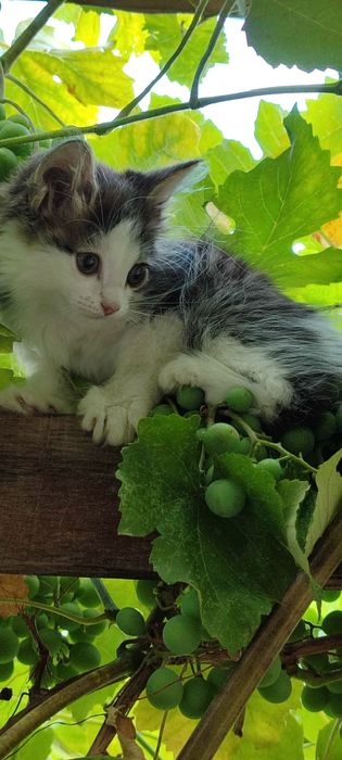 Чёрно-белый котёнок, мальчик, турецкая ангора