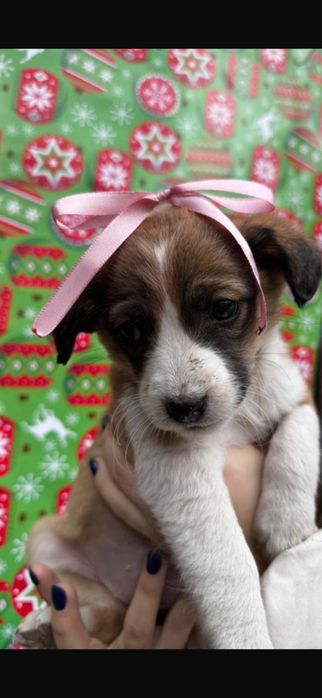 Щеночки отдаем в добрые руки!