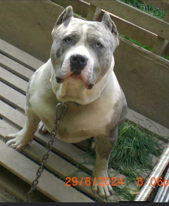 Американско були Мъжко