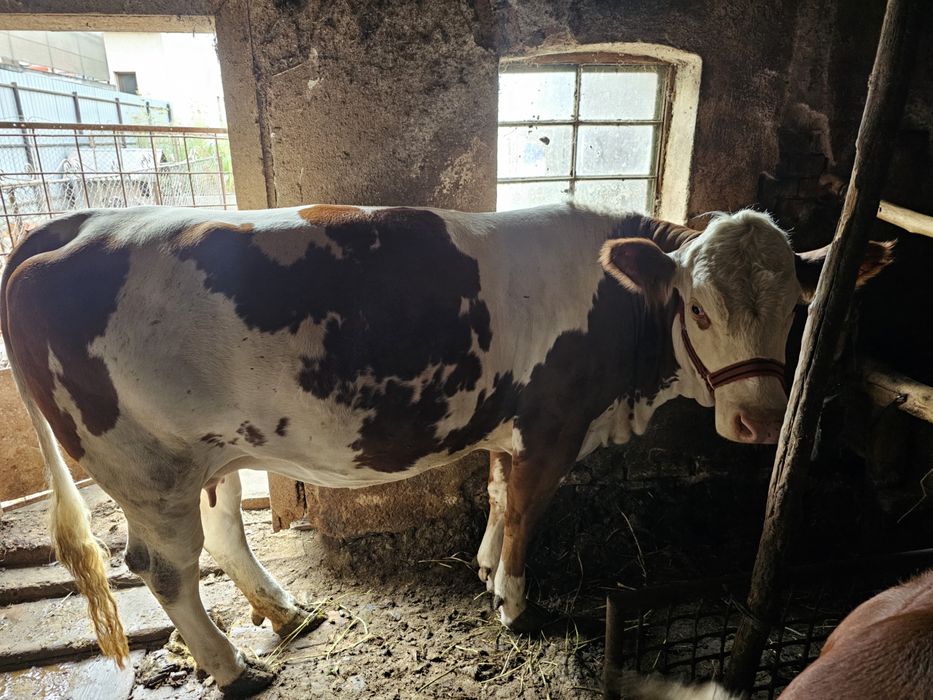 De vânzare junincă Bălțată Românească