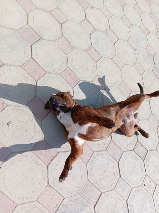 Вязка, его отец мраморный